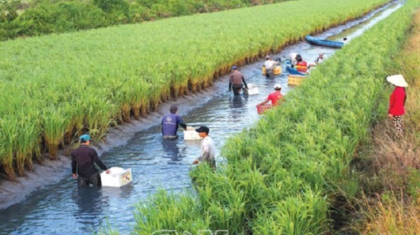 Loạt bài: “Đi tìm mô hình tăng trưởng mới cho ngành nông nghiệp” - Bài 2: “Bão, dịch thành thời cơ – Mặn, lợ là tài nguyên” (17/12/2020)